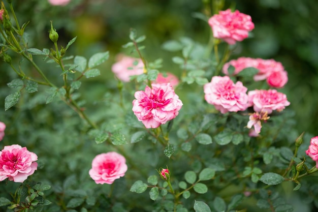 Bellissime rose rosa colorate in fiore nel giardino