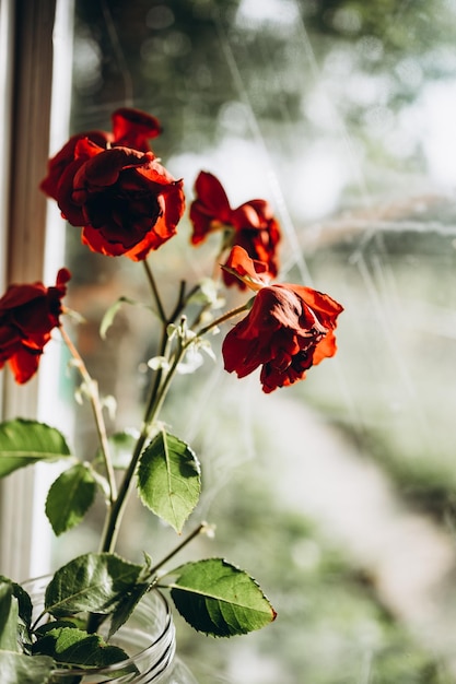 bellissime rose sul bocciolo