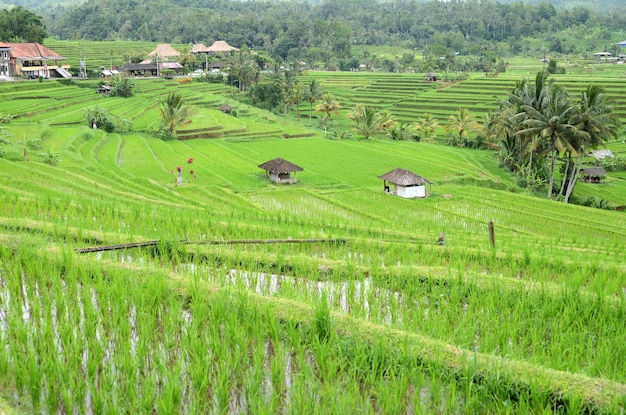 Bellissime terrazze di riso Jatiluwih a Bali