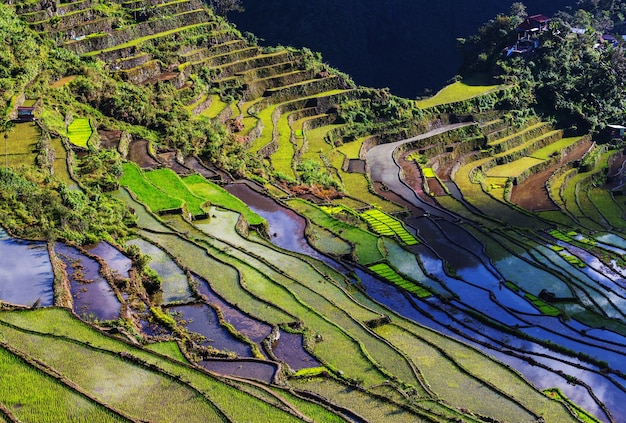 Bellissime terrazze di riso verde nelle Filippine. La coltivazione del riso nell'isola di Luzon.