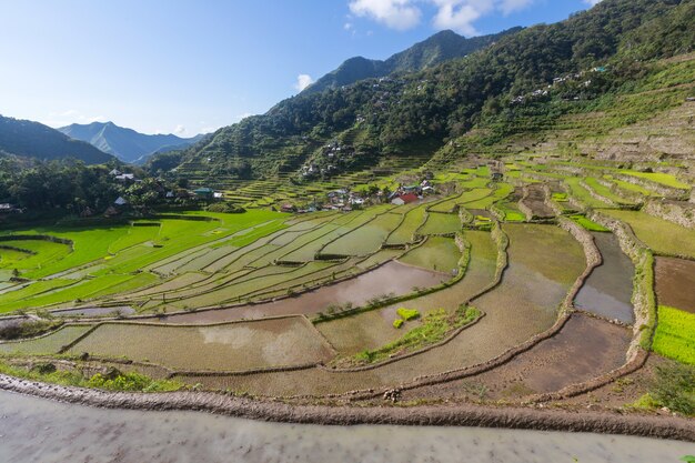 Bellissime terrazze di riso verde nelle Filippine. La coltivazione del riso nell'isola di Luzon.