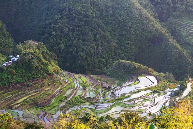 Bellissime terrazze di riso verde nelle Filippine. La coltivazione del riso nell'isola di Luzon.