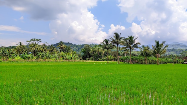 Bellissime vedute naturali di campi di riso verdi in Indonesia agricoltura in Indonesia