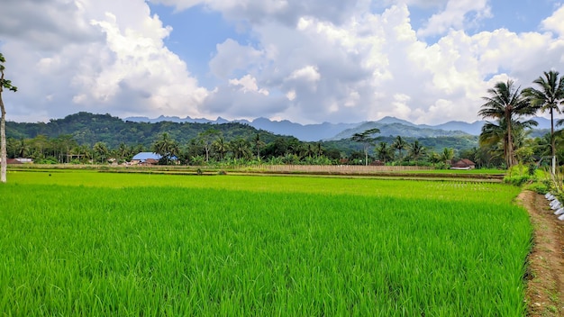 Bellissime vedute naturali di campi di riso verdi in Indonesia agricoltura in Indonesia