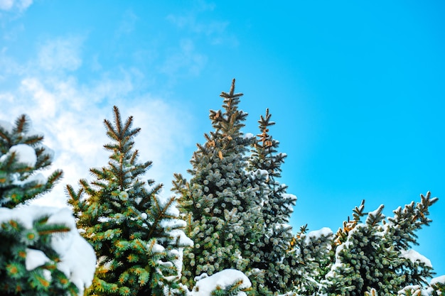 Bellissimi abeti innevati su uno sfondo di cielo blu in una soleggiata giornata invernale