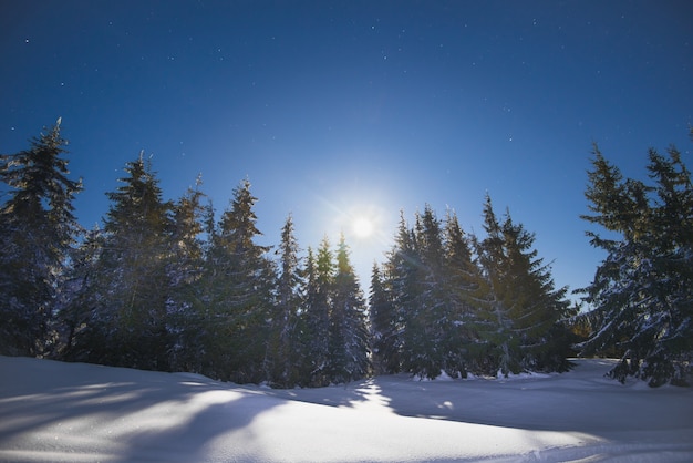 Bellissimi abeti snelli crescono tra cumuli di neve innevati su una collina su uno sfondo di cielo azzurro e luna luminosa in una gelida notte d'inverno. Concetto di riposo fuori città in inverno