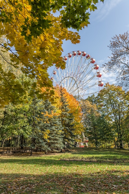 Bellissimi alberi autunnali con foglie di arancio