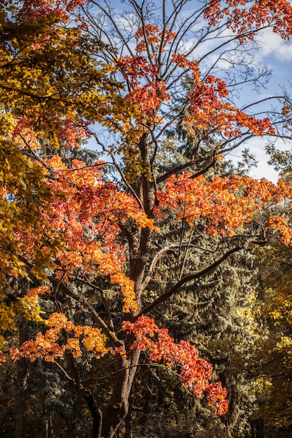 Bellissimi alberi autunnali con foglie di arancio