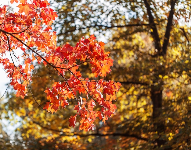 Bellissimi alberi autunnali con foglie di arancio