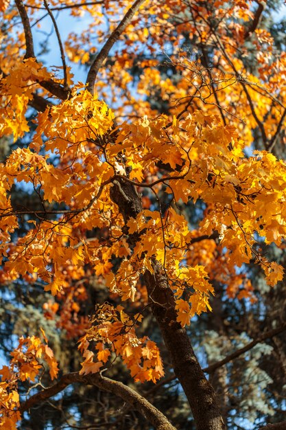 Bellissimi alberi autunnali con foglie di arancio