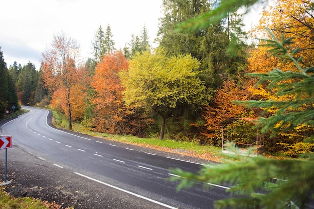 Bellissimi alberi autunnali e simbolo dell'onda stradale del percorso