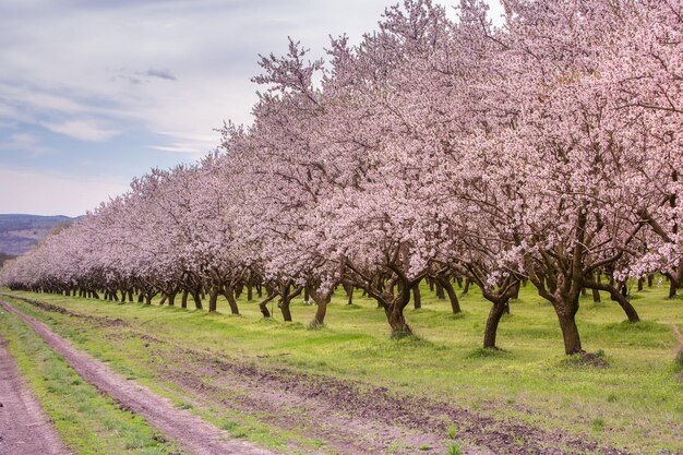 bellissimi alberi con fiori rosa che fioriscono in primavera in Europa