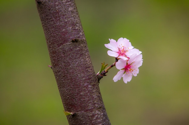 bellissimi alberi con fiori rosa che fioriscono in primavera in Europa