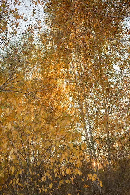 Bellissimi alberi con fogliame giallo dorato nella foresta autunnale bellezza da favola dorata in natura