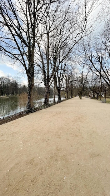 bellissimi alberi coperti di muschio nel parco