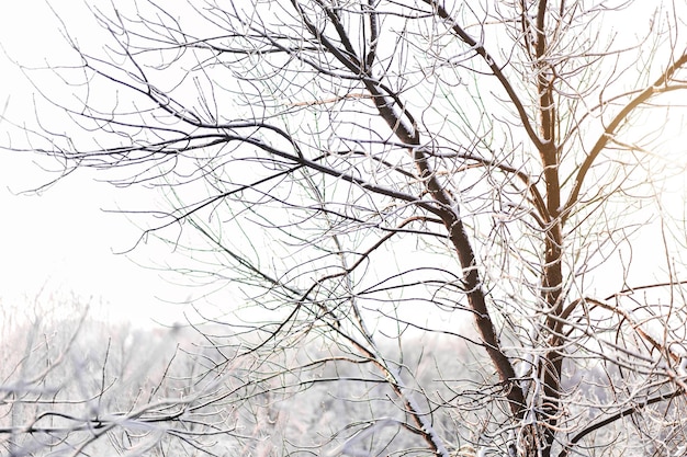 Bellissimi alberi coperti di neve bianca al sole in inverno