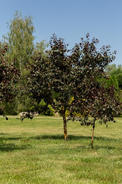 Bellissimi alberi crescono nel giardino