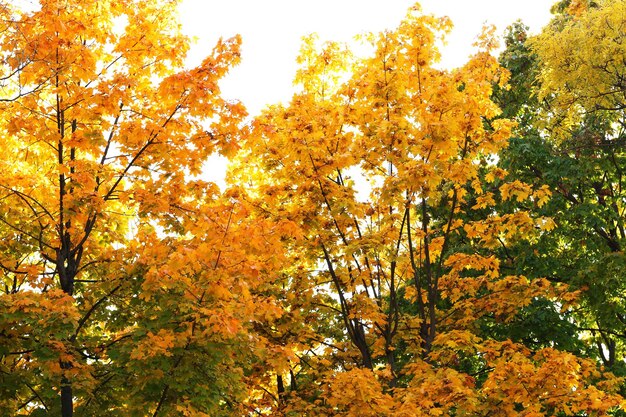 Bellissimi alberi d'autunno