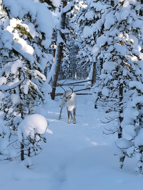 Bellissimi alberi d'inverno in una foresta gelata