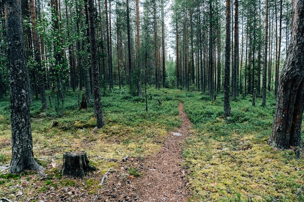 Bellissimi alberi della foresta di oniferi sfondi naturali in legno