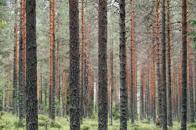 Bellissimi alberi della foresta.