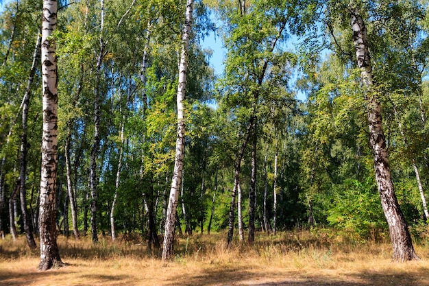 Bellissimi alberi di betulla nella foresta di betulle in estate