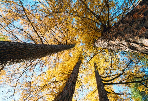 Bellissimi alberi di larice gialli in autunno Sunny forest