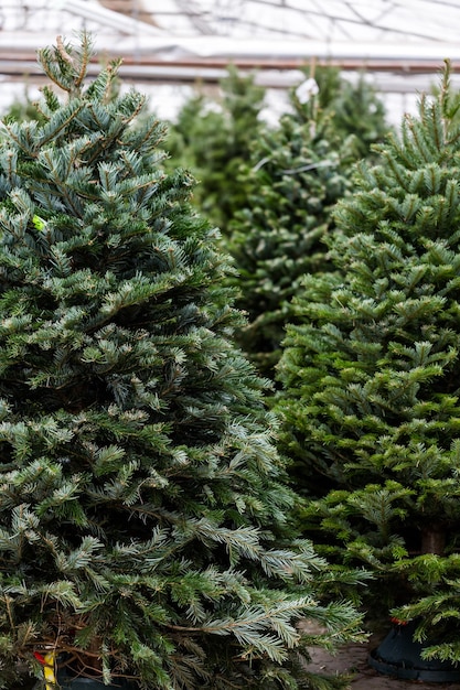 Bellissimi alberi di Natale appena tagliati alla fattoria di alberi di Natale.