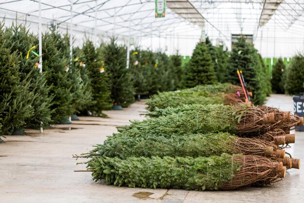 Bellissimi alberi di Natale appena tagliati alla fattoria di alberi di Natale.