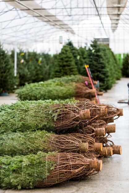 Bellissimi alberi di Natale appena tagliati alla fattoria di alberi di Natale.