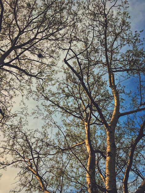 Bellissimi alberi e cielo al tramonto in primavera