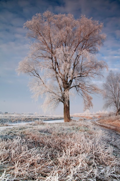 Bellissimi alberi in brina contro il cielo blu Paesaggio invernale Cartolina di Natale