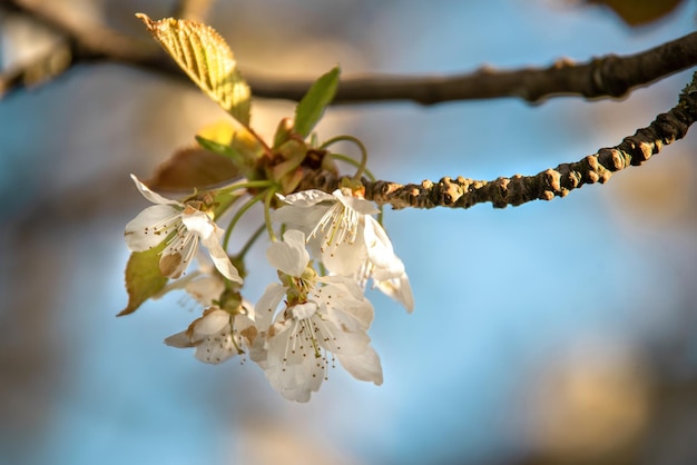 Bellissimi alberi in fiore. Tempo di primavera. Splendidi fiori.