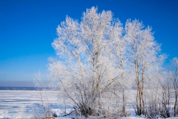 Bellissimi alberi in gelo bianco sullo sfondo del cielo blu