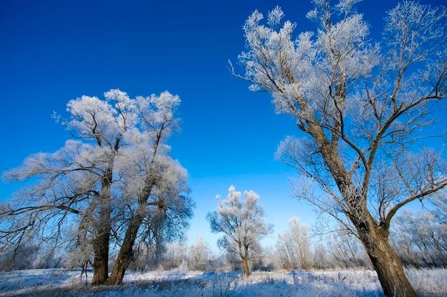 Bellissimi alberi in gelo bianco sullo sfondo del cielo blu