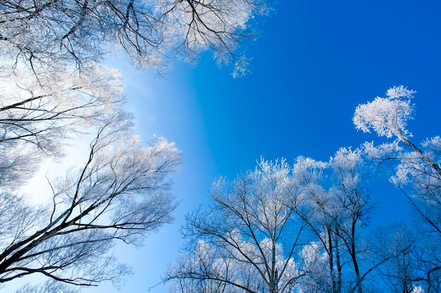 Bellissimi alberi in gelo bianco sullo sfondo del cielo blu