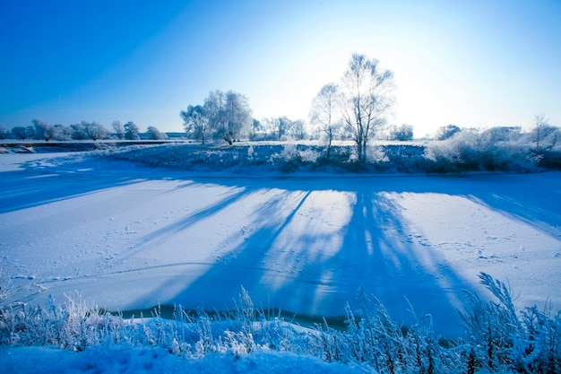 Bellissimi alberi in gelo bianco sullo sfondo del cielo blu