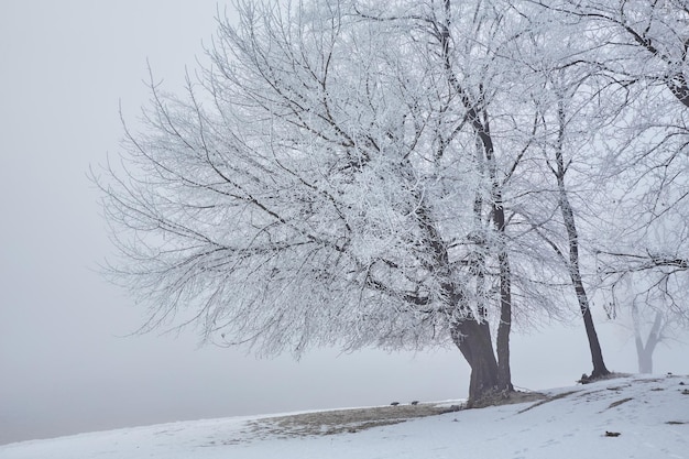 Bellissimi alberi in gelo bianco