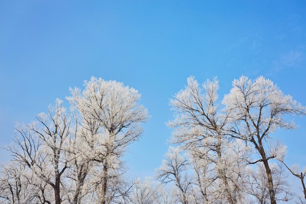 Bellissimi alberi in gelo bianco