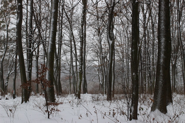 Bellissimi alberi nel parco invernale