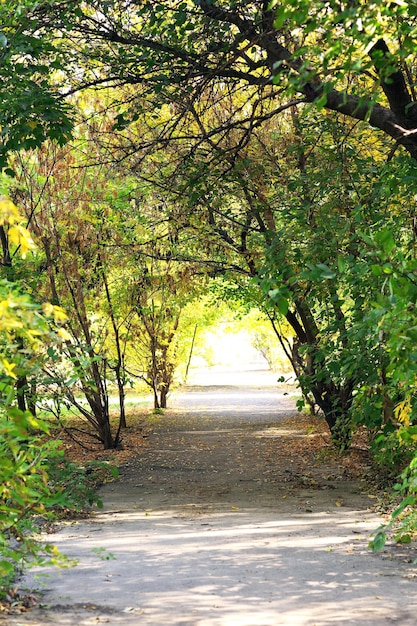 Bellissimi alberi nel parco