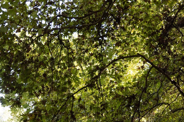 Bellissimi alberi nella foresta