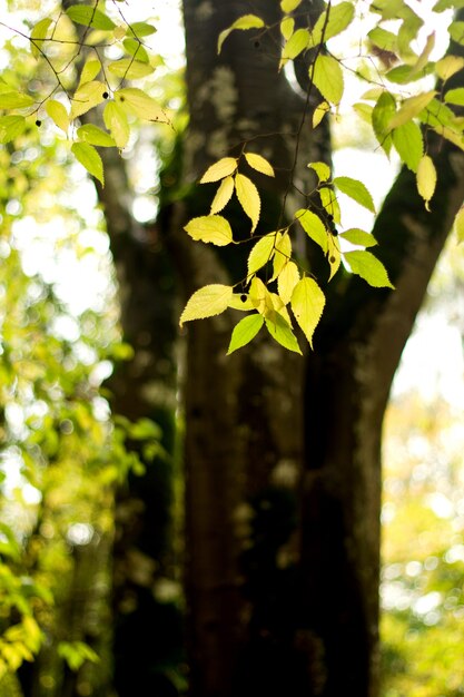 Bellissimi alberi sulla foresta