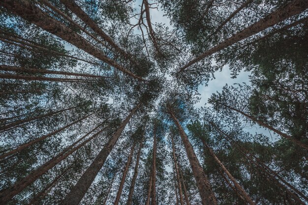 Bellissimi alberi sullo sfondo del cielo