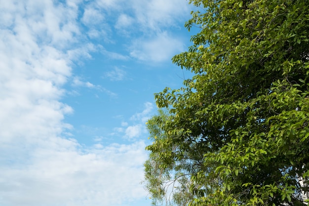 Bellissimi alberi sullo sfondo del cielo