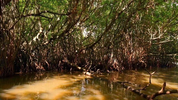 Bellissimi alberi tropicali nel fiume paludoso azione raggi del sole fanno la loro strada attraverso la giungla ramificata di