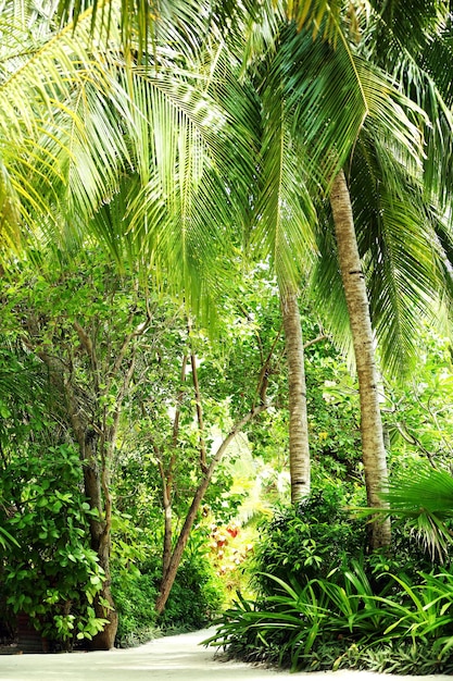 Bellissimi alberi verdi nel resort