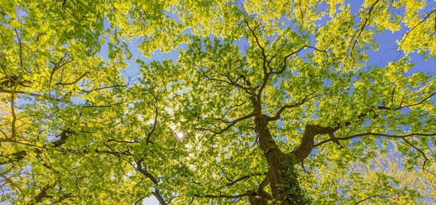 Bellissimi alberi verdi rami dal basso punto di vista Rilassante natura modello primavera estate scena