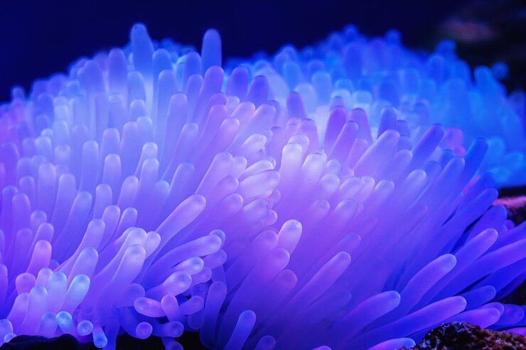 Bellissimi anemoni di mare sott'acqua