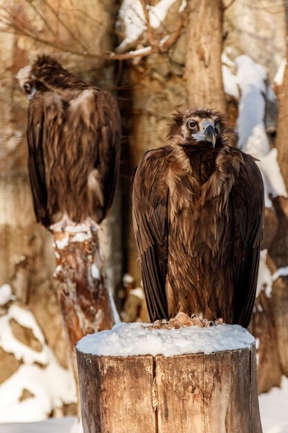 Bellissimi avvoltoi si siedono su un ceppo nella neve